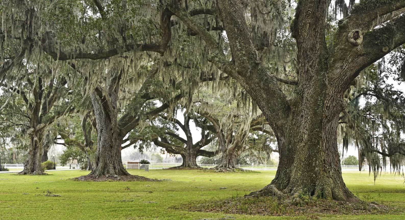 Louisiana Oak: Where The Bayou Magic Meets Campfire Charm