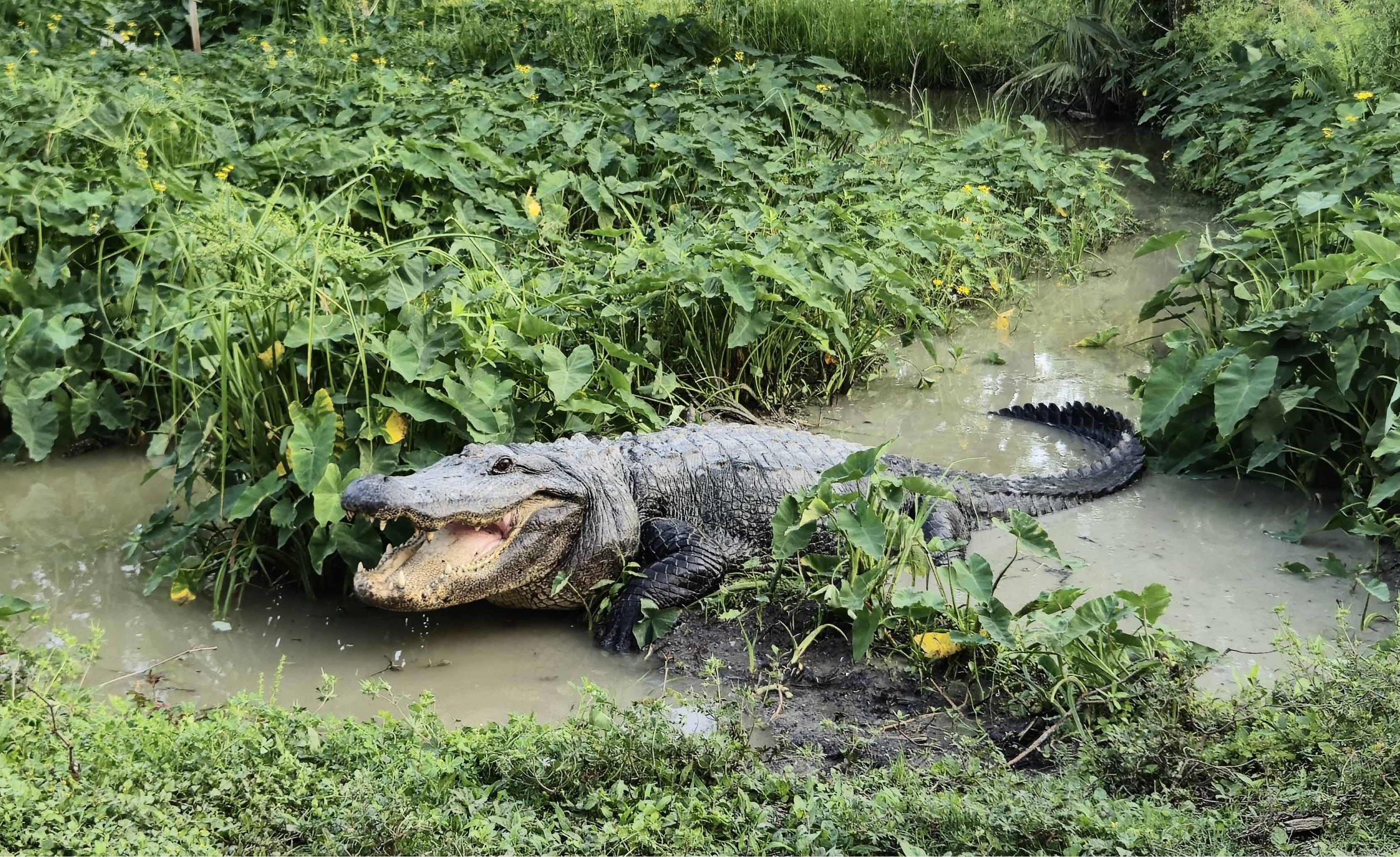 Things to Do in Lafourche Parish | Events, Outdoors & Tours