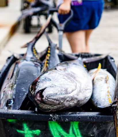 Golden Meadow Fourchon Tarpon Rodeo | LA Cajun Bayou