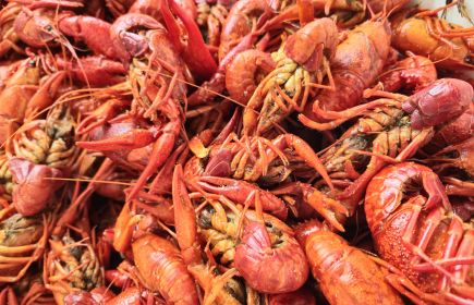Mud Bug Boil-Off | LA Cajun Bayou