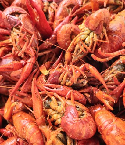 Mud Bug Boil-Off | LA Cajun Bayou