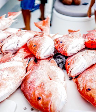 Golden Meadow Fourchon Tarpon Rodeo | LA Cajun Bayou