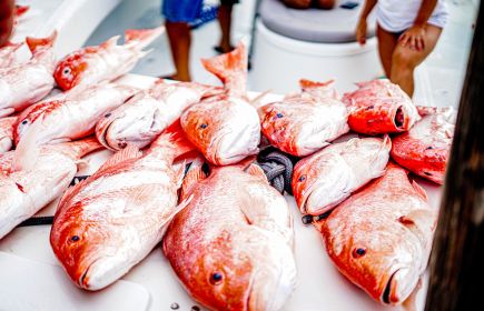 Golden Meadow Fourchon Tarpon Rodeo | LA Cajun Bayou